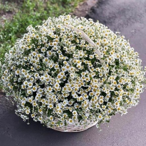 Композиция в корзине из 151 ромашки в Краснознаменске