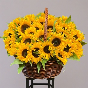 Композиция в корзине из 51 подсолнуха в Краснознаменске