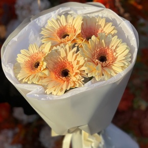 Букет из 5 персиковых гербер в Краснознаменске