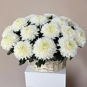 Композиция в корзине из 25 хризантем Магнум в Краснознаменске