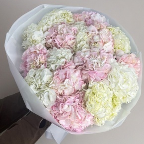 Букет из 17 нежных гортензий в Краснознаменске