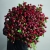 Монобукет из 75 кустовых роз Марун (70 см) в Краснознаменске