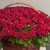 Композиция в корзине из 151 красной розы в Краснознаменске