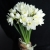 Букет из 25 нарциссов в Краснознаменске